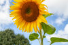 Sunflower seeds - Helena