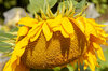 Sunflower seeds - Helena