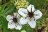 Nigella - African Bride