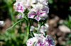 Dianthus - Mix of Double Flowers