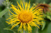 Elecampane - Great elecampane