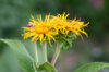 Elecampane - Great elecampane