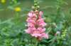 Snapdragon - Defiant Mix