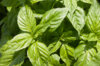Basil and Tulsis - Rutgers Devotion