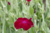 Silene - Silene coronaria