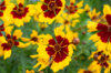 Coreopsis - Tiger Mix