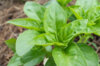 Basil and Tulsis - Rutgers Obsession