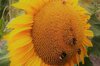 Sunflower seeds - Yellow Dwarf
