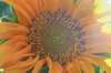 Sunflower seeds - Yellow Dwarf