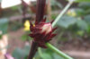 Hibiscus - Hibiscus sabdariffa