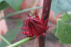 Hibiscus - Hibiscus sabdariffa