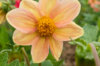 Dahlias - Unwin's Mix