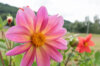 Dahlias - Unwin's Mix