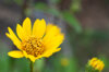 Arnica - Mountain Arnica