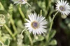 African Daisy - Arctotis White