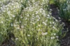 African Daisy - Arctotis White