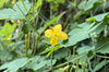 Large Celidonia - Wart Herb