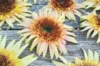 Sunflowers - Astra Rose