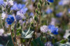 Phacelia - Phacelia Campanula