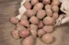 Potatoes - Dalida organic potato - size 28/35 Dalida organic potato 25 plants