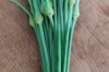 Garlic bulbs - Elephant Garlic bulblets AB - Allium ampeloprasum 2 elephant garlic cloves