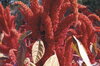 Leafy Amaranth - Hopi Red Dye