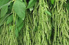 Amaranth - Green Foxtail
