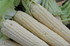 Corn - Stowells Evergreen