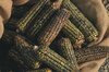 Corn - Oaxacan Green