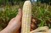 Corn - Blanc d'Astarac