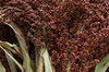 Sorghum - Apache Red Sugarcane