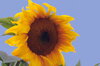Sunflower seeds - Lyng's California Greystripe