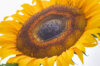 Sunflower seeds - Mammoth