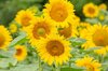 Sunflower seeds - Rostov