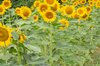 Sunflower seeds - Rostov
