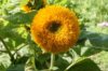 Sunflowers - Teddy Bear