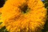 Sunflowers - Giant Sungold