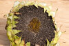 Sunflower seeds - Mongolian Giant
