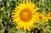 Sunflowers - Irish Eyes