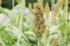 Sorghum - Iowa Sweet