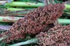 Sorghum - Iowa Sweet