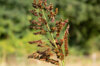 Sorghum - Indian Red Popping