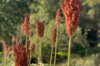 Sorghum - Red's Red Sweet
