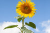 Sunflower seeds - Issanka