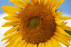 Sunflower seeds - Issanka
