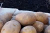 Potatoes - Linzer Delikatess organic potato - size 25/35 Linker Delikatess organic potato 25 plants