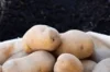 Potatoes - Organic Monalisa potato - size 28/35 Monalisa organic potato 25 plants