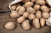 Potatoes - Agria organic potato - size 28/35 Agria organic potato 25 plants