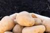 Potatoes - Agria organic potato - size 28/35 Agria organic potato 25 plants