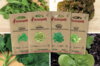 Fertile Assortments - Seedlings - 4 packets of organic seeds for sowing